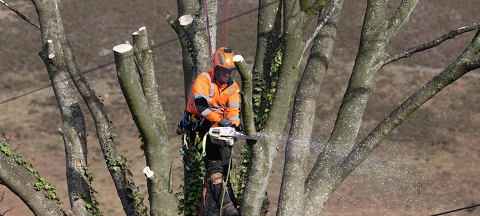 enwl tree cutting