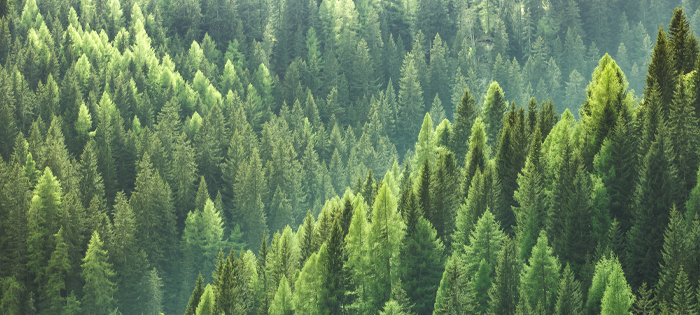 Ariel shot of a forest