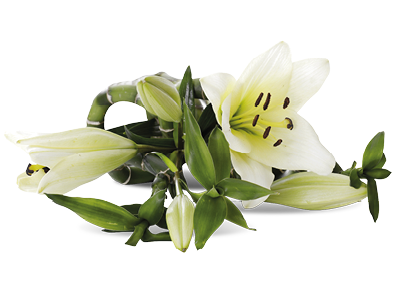 A bunch of lily flowers