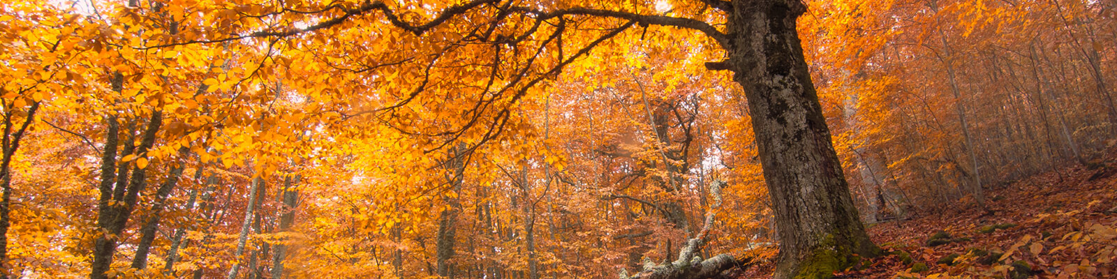 autumn-trees