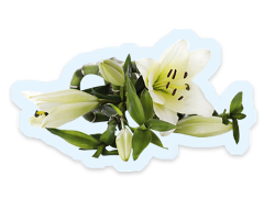A bunch of white lillies